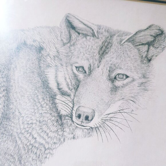 Susan Morrison Coyote Signed & Numbered Print With Gold Metal Frame 1980 - Picture 4 of 8